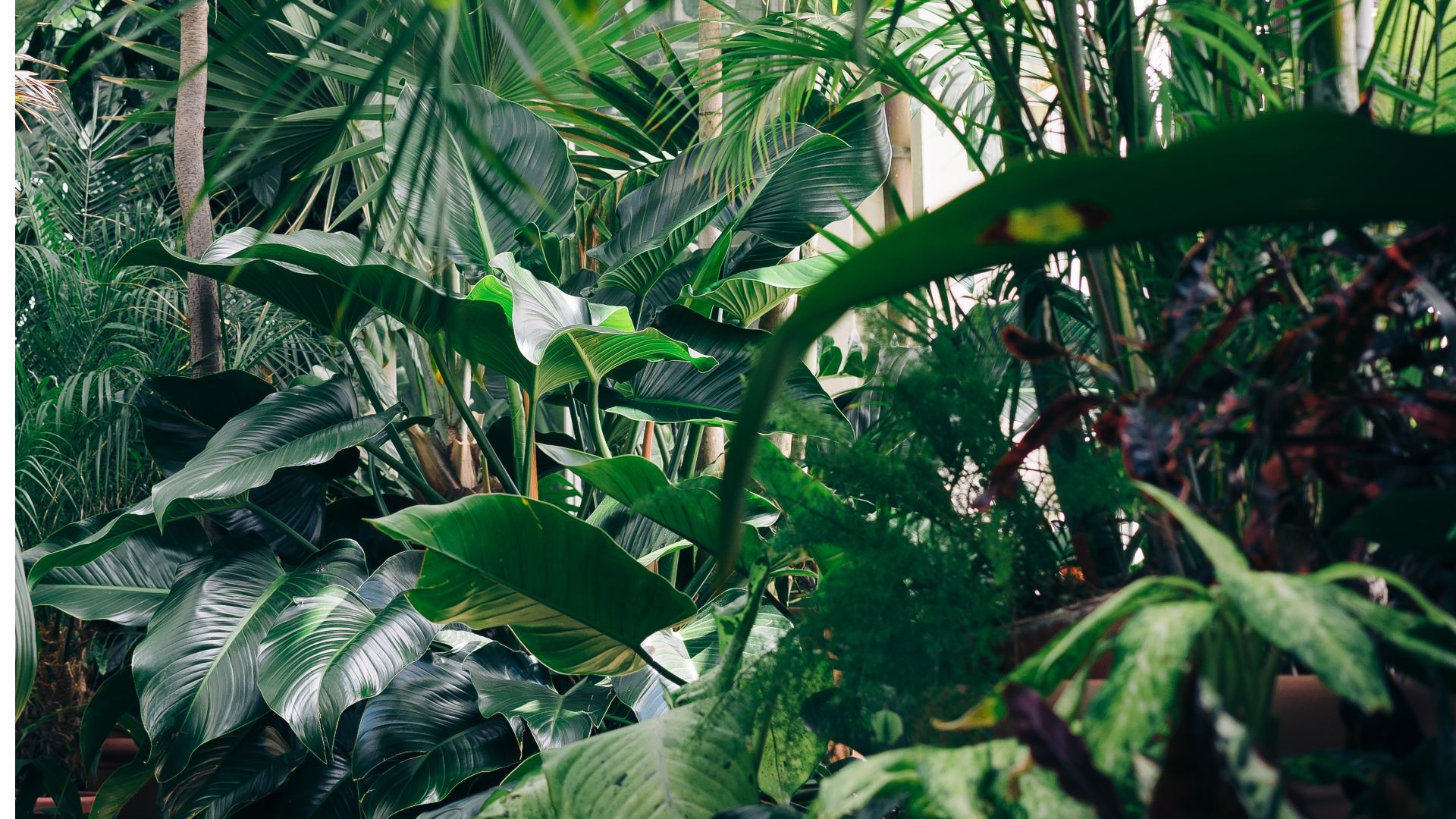 Lush Tropical Gardens